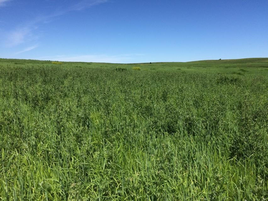 canada thistle infestation in hay field