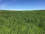 canada thistle infestation in hay field