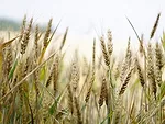 wheat ready for harvest