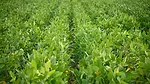 soybeans NC State