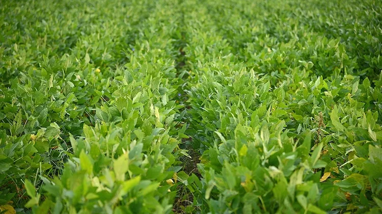 soybeans NC State