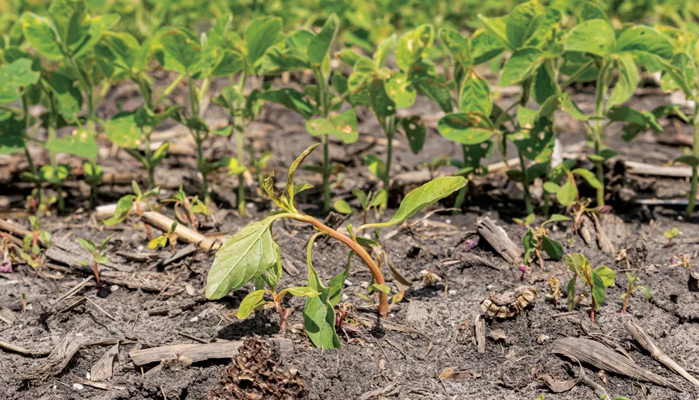 waterhemp.jpg