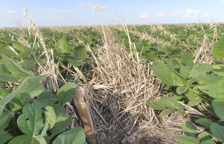 soybeans avena strigosa