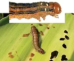 fall-armyworm-image.jpg