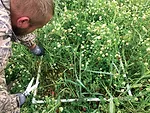 A-section-of-cover-crops-is-clipped-and-sent-to-a-lab-for-analysis.jpg