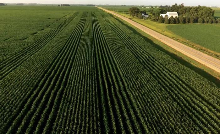 Boyer-60-Inch-30-Inch-Corn-Trial.jpg