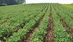Dale-Stevermer-planting-soybeans-into-green-cereal-rye.jpg