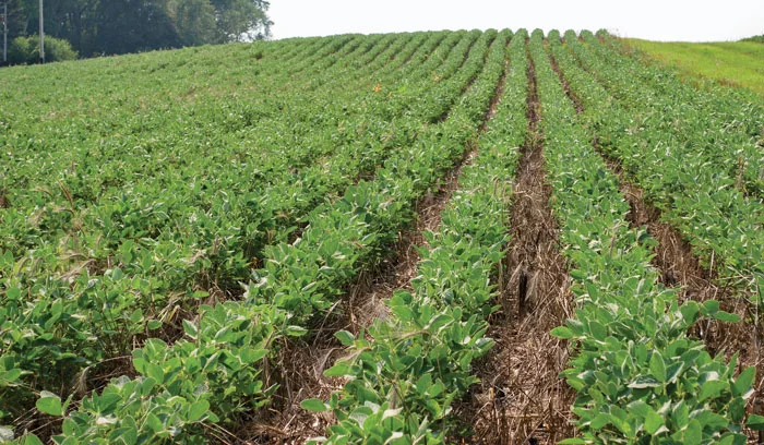 Dale-Stevermer-planting-soybeans-into-green-cereal-rye.jpg