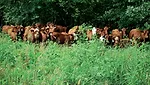 FAT-SASSY-COWS.jpg