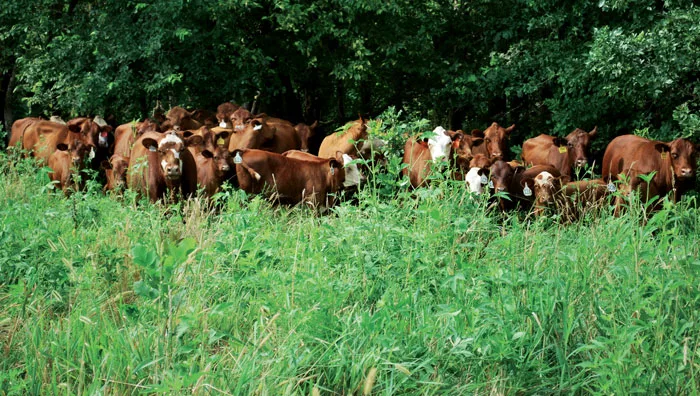 FAT-SASSY-COWS.jpg