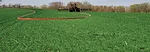 No-tilling-winter-cereals-for-forage-after-corn-silage-harvest.jpg