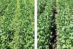 LIMITING-WEED-SEEDS.jpg