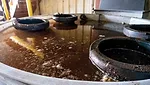 compost-tea.jpg