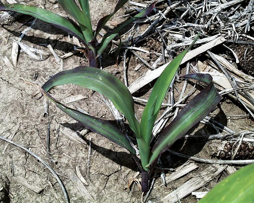 purple-corn.jpg