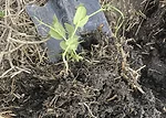 soybean seedling