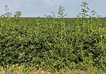 Herbicide-resistant-waterhemp.jpg