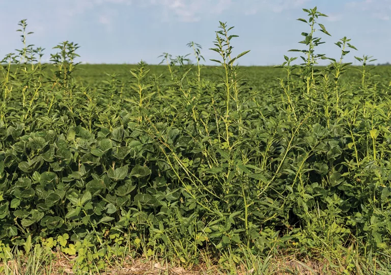 Herbicide-resistant-waterhemp.jpg