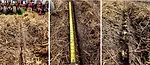 NO-TILL-LIMAS.jpg