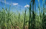 cereal-rye.jpg