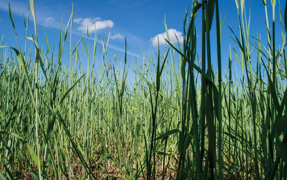 cereal-rye.jpg