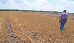 History and Insights from No-Till Pioneer Bill Richards