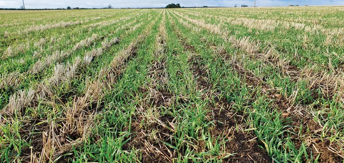 Winter-barley-pic.jpg
