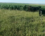 cowcalf-pairs-graze-sorghum-sudangrass.jpg