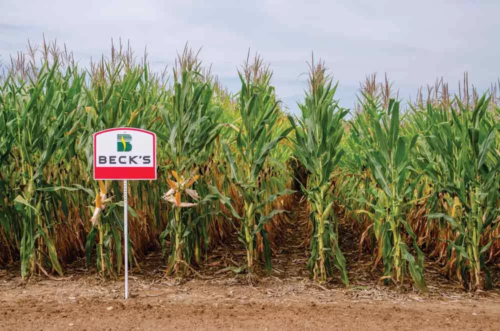 Becks-Atlanta-Indiana-PFR-No-Till-Corn.jpg