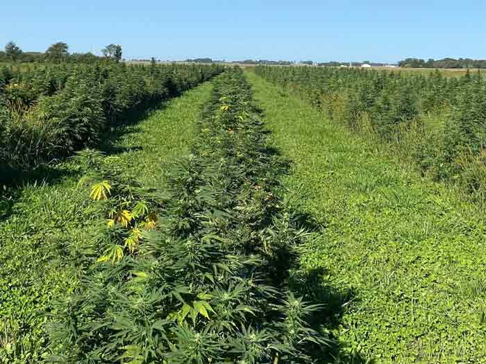 Growing Organic Strip-Till Hemp for the 'Craft CBD' Market
