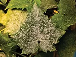 SAP-ANALYSIS-SOLVES-MILDEW-MYSTERY.jpg
