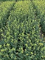 canola_early-bloom-NDSU.jpeg