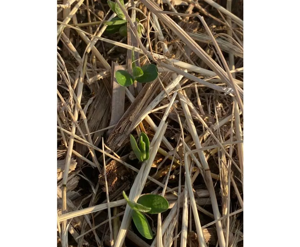 growing-through-residue.jpg
