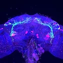 0217_fly_0.jpeg