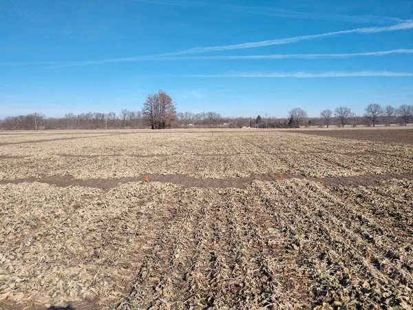 Kansas state winter coloring winter canola.jpeg