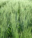 NDSU Nitrogen Calculators.jpg