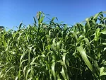2021-08-06-sorghum-sudangrass-canopy.jpg