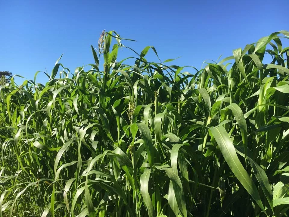 2021-08-06-sorghum-sudangrass-canopy.jpg