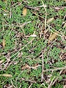 2022-12-19-kochia-seedlings.jpeg