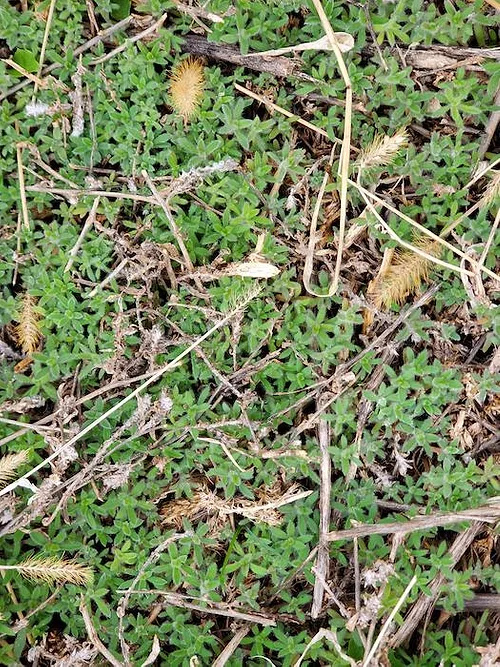 2022-12-19-kochia-seedlings.jpeg