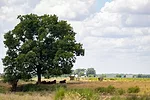 20220809_Cotton_Drought_Cattle_SC_140-768x512.jpg