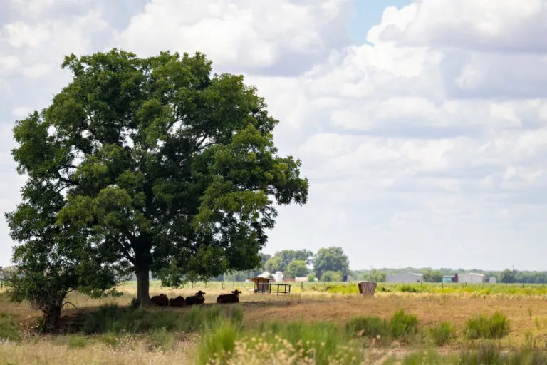 20220809_Cotton_Drought_Cattle_SC_140-768x512.jpg