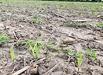 3Fig1Volunteercorncontrol.jpg