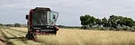 Alma blue grama harvest.jpeg