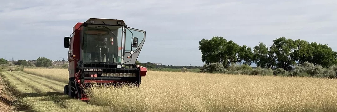 Alma blue grama harvest.jpeg