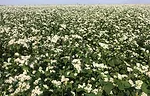 BUCKWHEAT-FREES-PHOSPHORUS.jpg