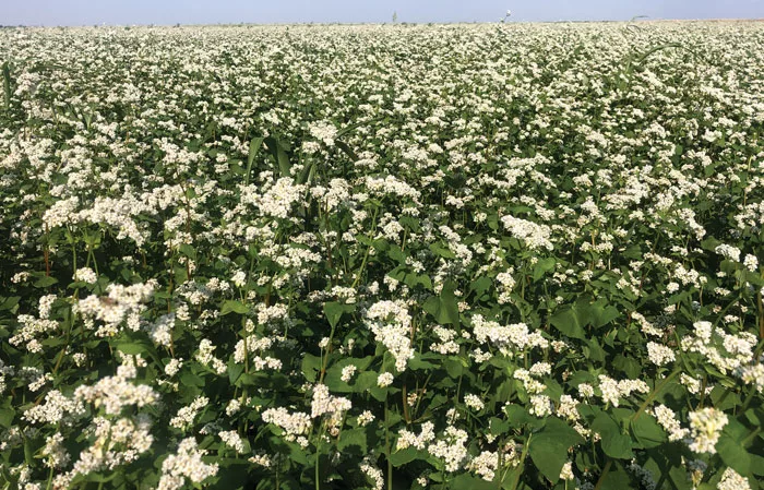 BUCKWHEAT-FREES-PHOSPHORUS.jpg