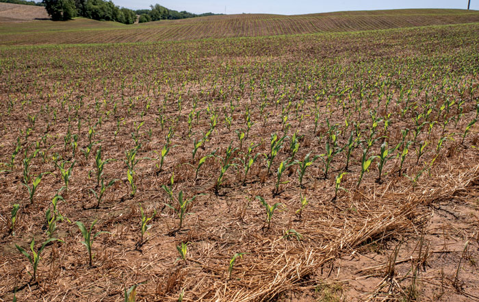 no-till-corn-comes-up-easily-through-the-smashed-cereal-rye.jpg