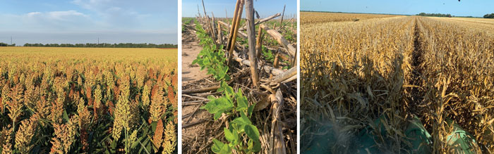 the-Splitters-rotated-between-wheat-sorghum-and-tillage-on-dryland-acres.jpg