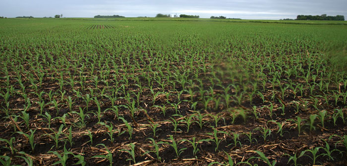 CTG-August/Vibrant-green-corn-emerges-in-rich-black-strips.jpg