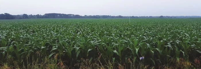 custom-corn.jpg